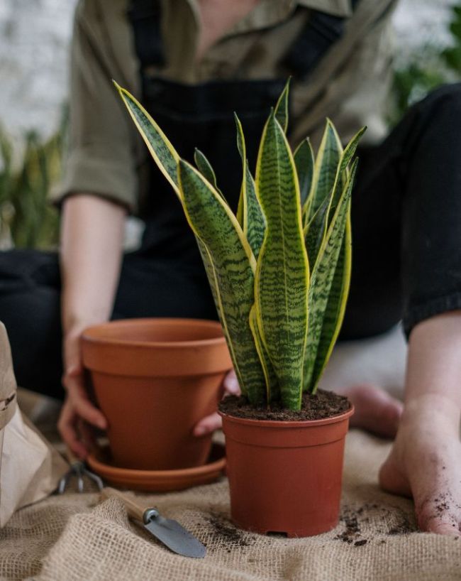 Plants For Bedroom-1-2