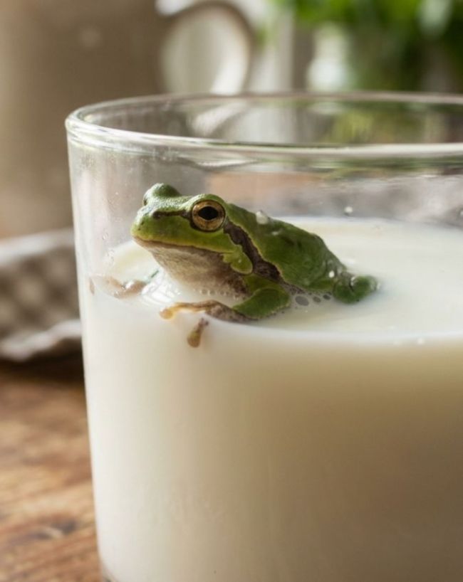 Frogs In Milk Story-1-2