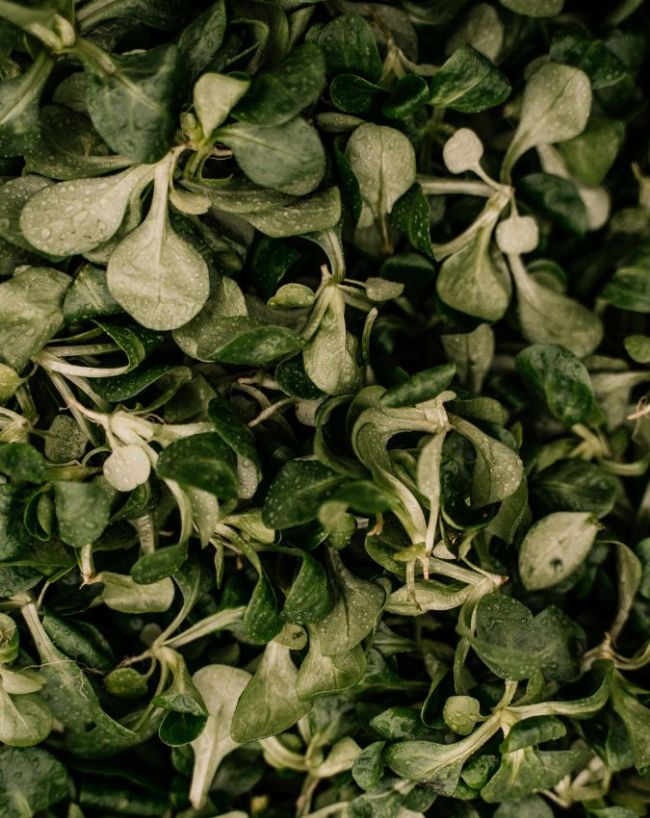 Vegetables You Should Never Eat Raw-1-2-3-4-5-6