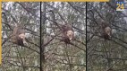 Monkey and Puppy Viral Video