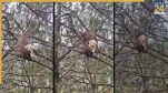 Monkey and Puppy Viral Video
