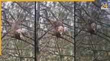 Monkey and Puppy Viral Video