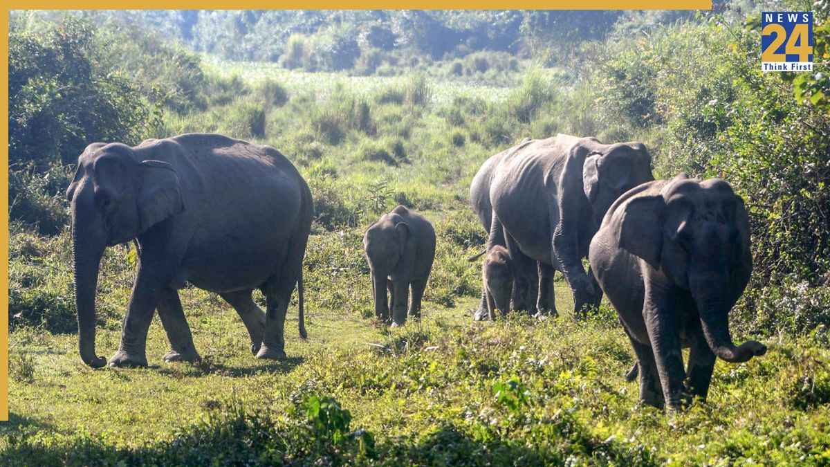 बीच पर टहलते हुए 11 साल के बच्चे को मिला चमत्कारी पत्थर, जांच में निकला 18 लाख साल पुराने जानवर का दांत!
