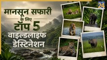 Monsoon Safari in India