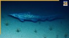 Goblin Shark Spotted