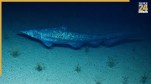 Goblin Shark Spotted