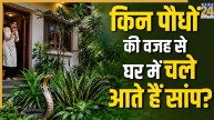 Which plants attract snakes to the house?