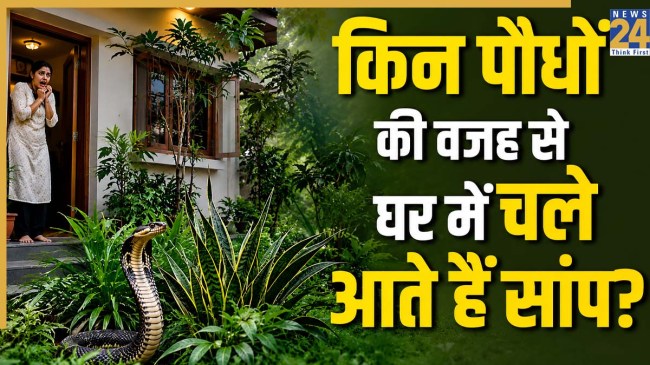 Which plants attract snakes to the house?