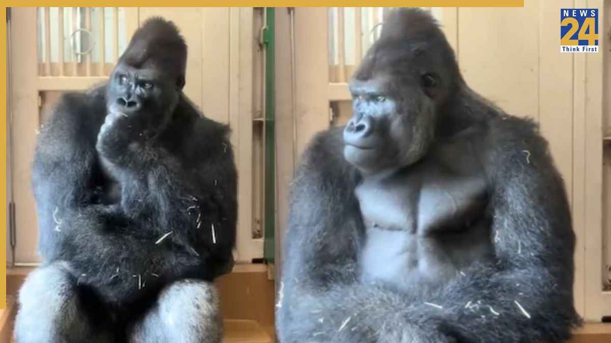 पार्टनर से झगड़े के बाद गोरिल्ला ने दिया ऐसा रिएक्शन, VIDEO देख लोग बोले- यह तो बिल्कुल हमारे जैसा है!
