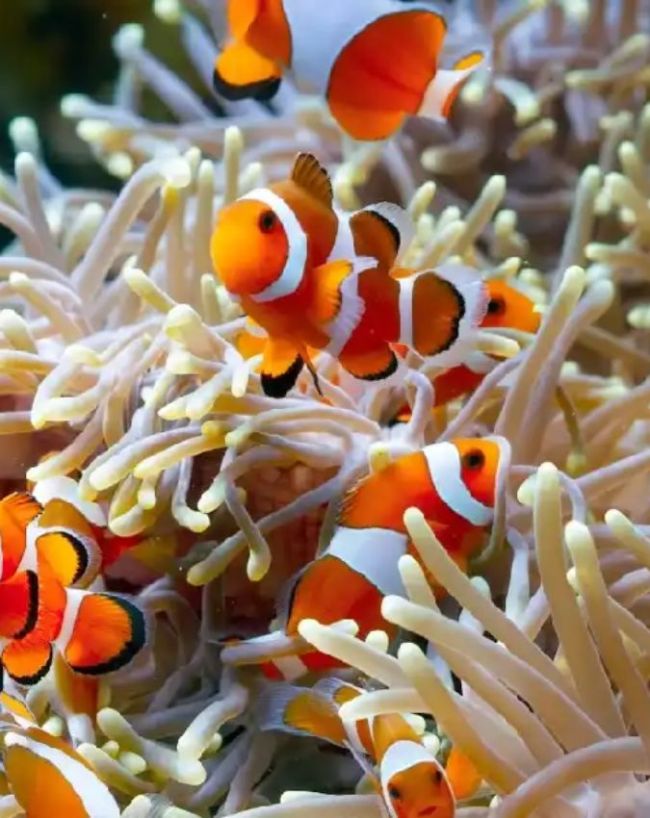 Lakshadweep Coral Reefs-1-2