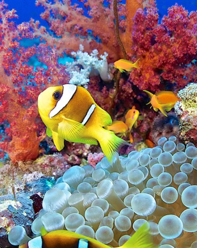 Lakshadweep Coral Reefs-1-2-3