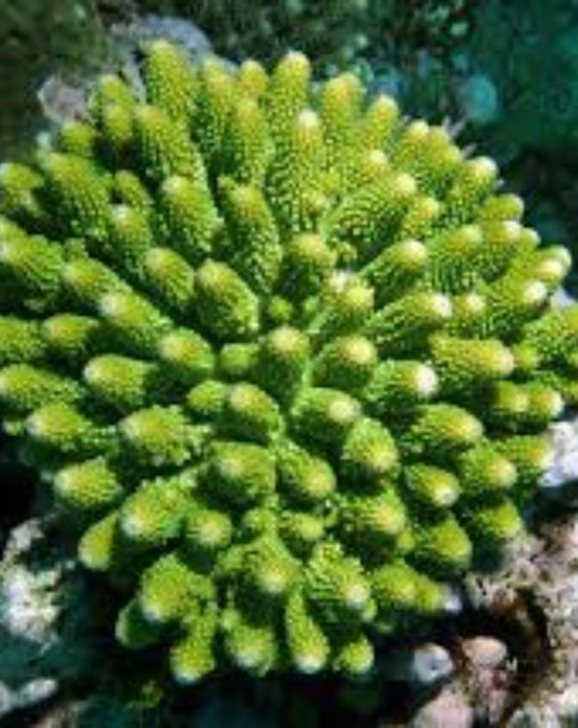 Lakshadweep Coral Reefs-1-2-3-4