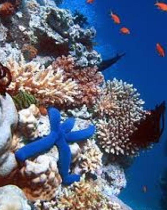 Lakshadweep Coral Reefs-1-2-3-4-5-6
