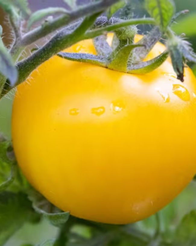 Summer Sun Tomato-1-2