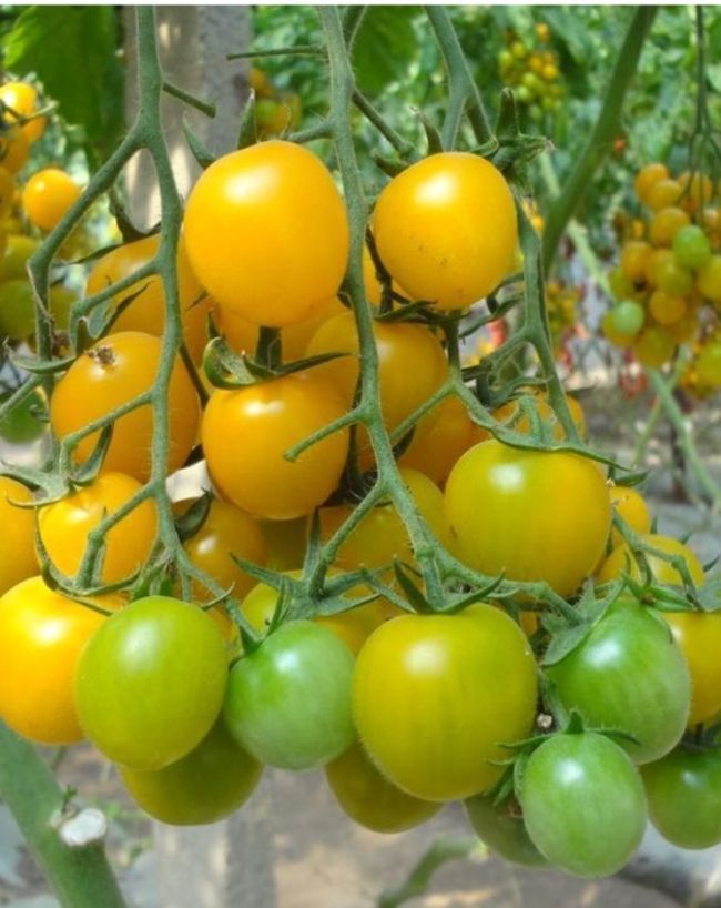 Summer Sun Tomato-1-2-3-4-5