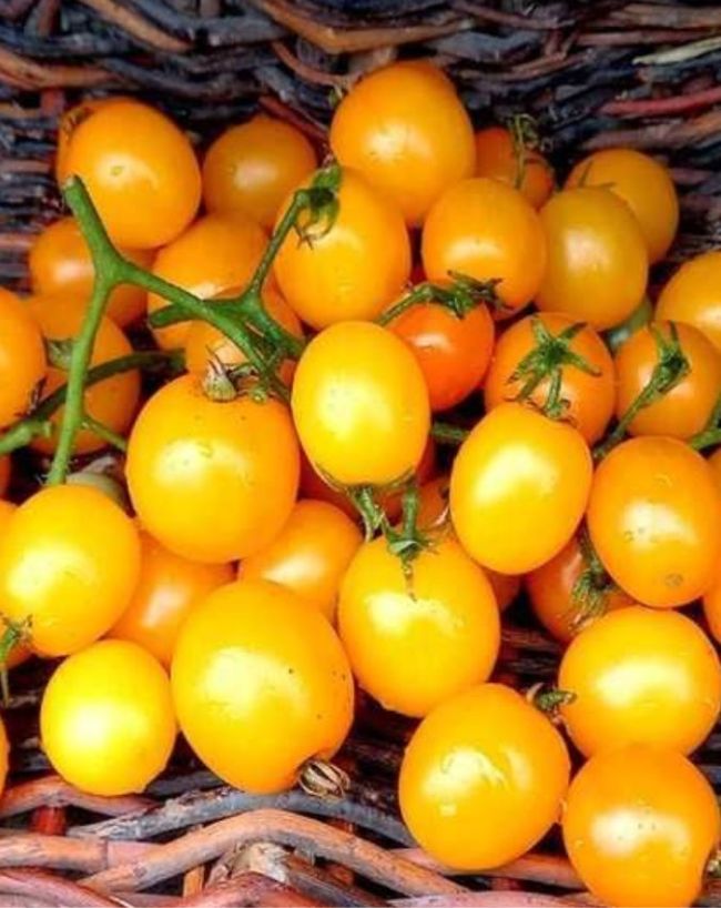 Summer Sun Tomato-1-2-3-4-5-6