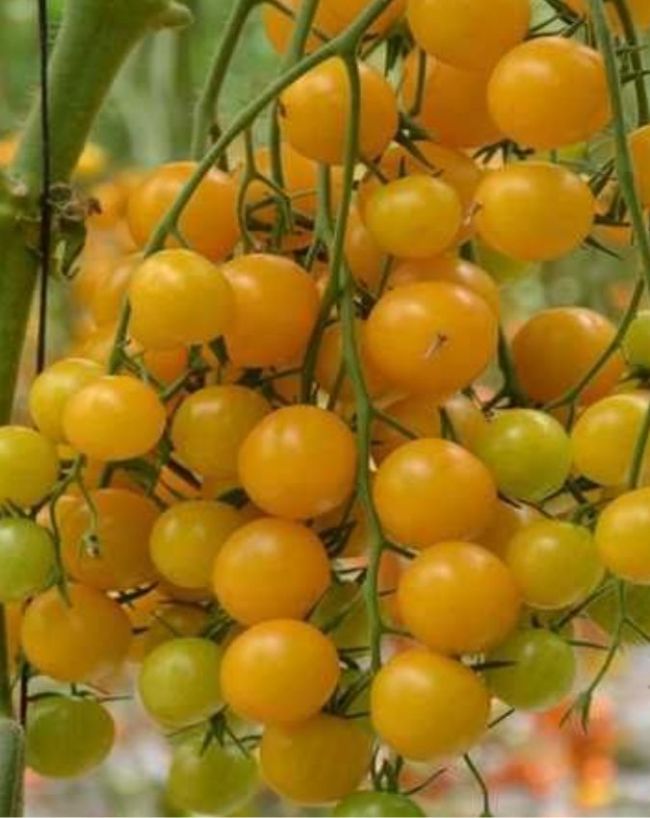 Summer Sun Tomato-1-2-3-4-5-6-7