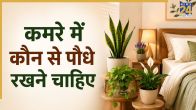 Plants For Bedroom