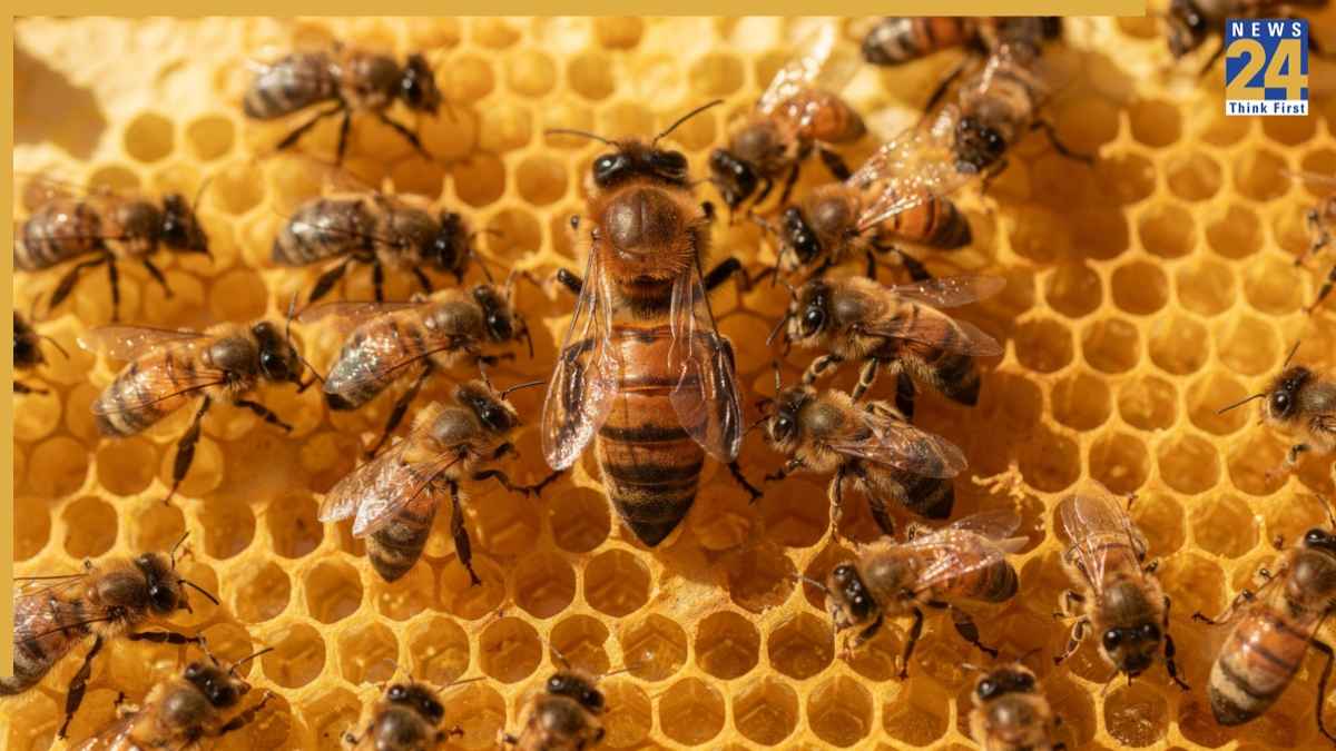 queen bees
