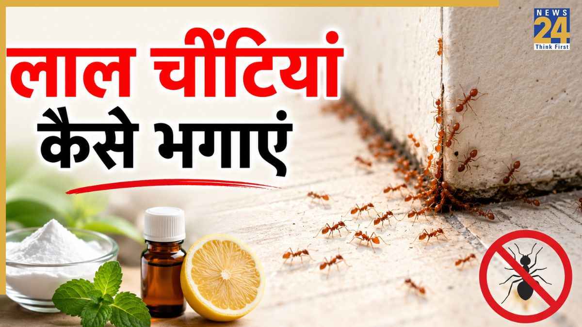 red ants home remedies