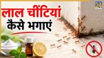 red ants home remedies