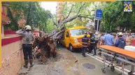 मुंबई में स्कूल बस पर गिरा पेड़, एक स्टूडेंट की दर्दनाक मौत, वाहन के अंदर मौजूद थे 13 छात्र