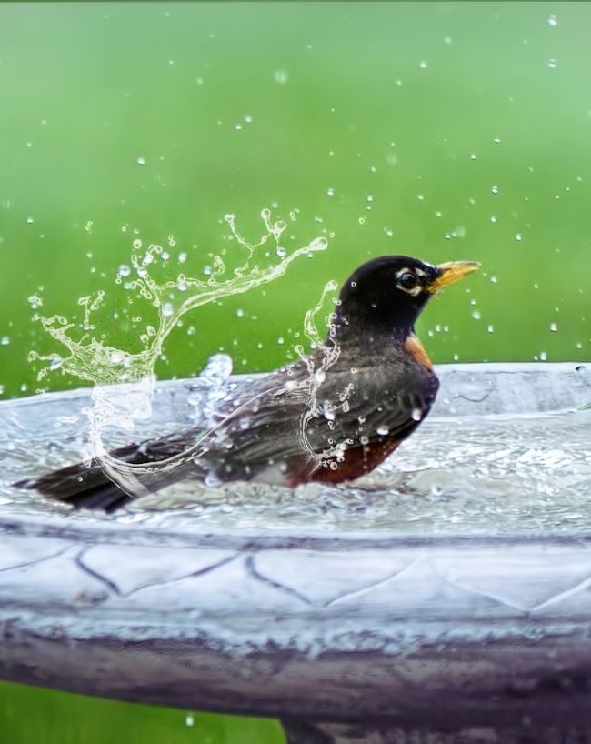 plant for attarct bird-1-2