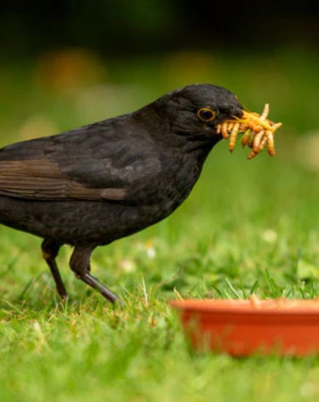 plant for attarct bird-1-2-3