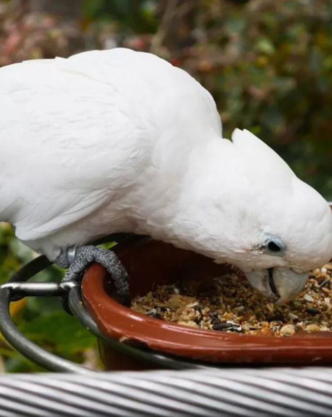 plant for attarct bird-1-2-3-4-5-6
