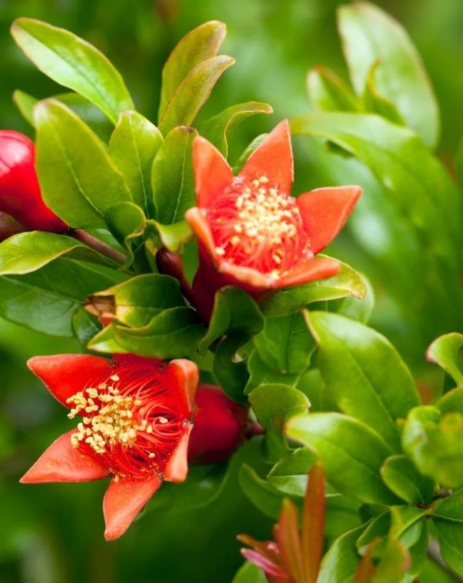 how to grow pomegranate plant at home-1-2-3-4-5-6-7