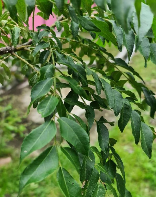 What happen when you eat curry leaves -1-2-3-4-5-6