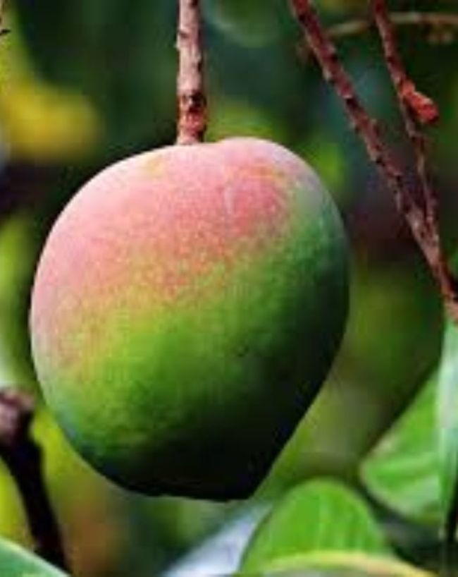 Why Is Miyazaki Mango So Expensive-1-2-3-4-5-6-7