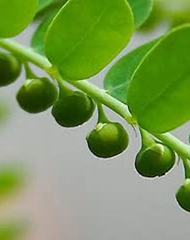 How To Use Bhumi Amla For Fatty Liver-1-2