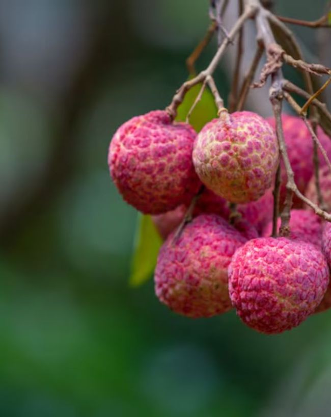Toxic compound in litchi-1-2