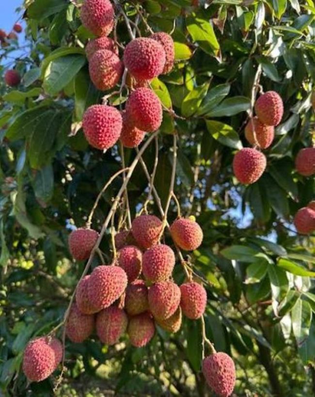 Toxic compound in litchi-1-2-3