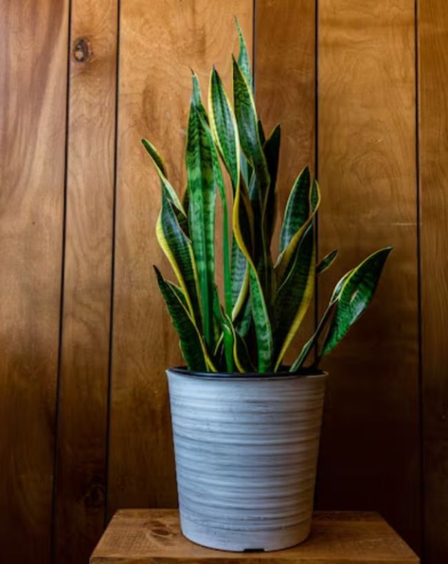 Plants Never Dies-1-2-3