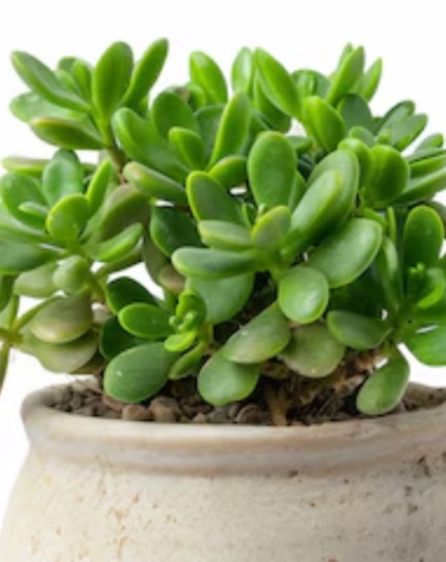 Plants Never Dies-1-2-3-4