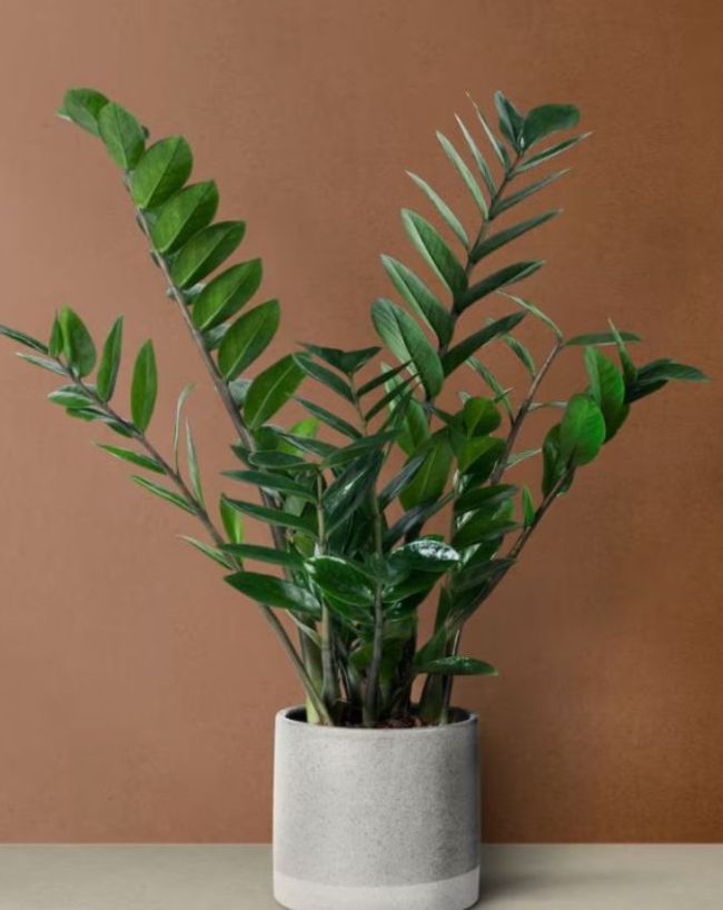 Plants Never Dies-1-2-3-4-5-6