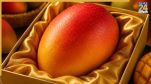 Why Is Miyazaki Mango So Expensive