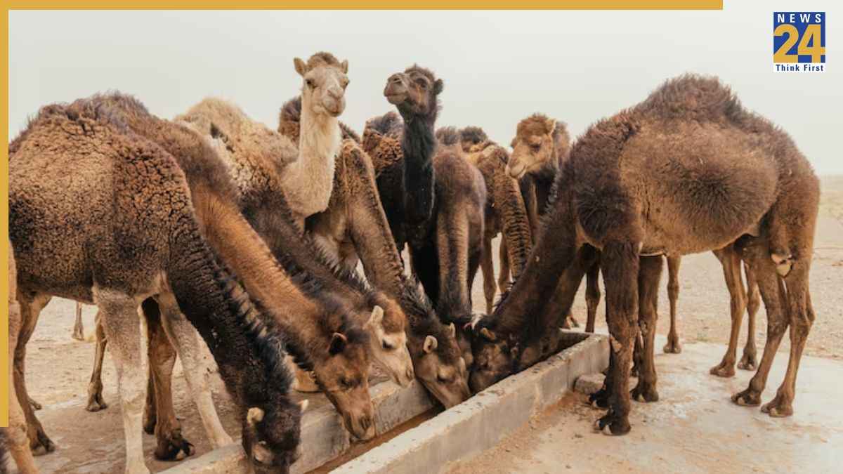 Kaunse Janwar Bhookhe Rehte Hain Kaunse Janwar Bhookhe Rehte Hain