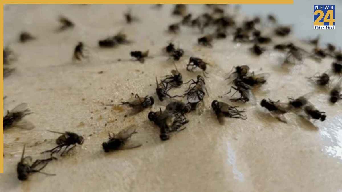 Mosquitoes Home Remedies