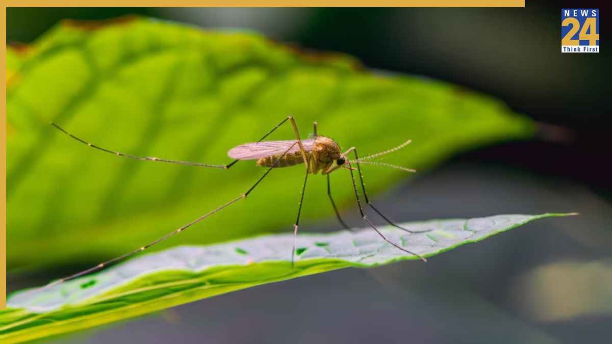 Fever Kyu Aata Hai Fever Kyu Aata Hai