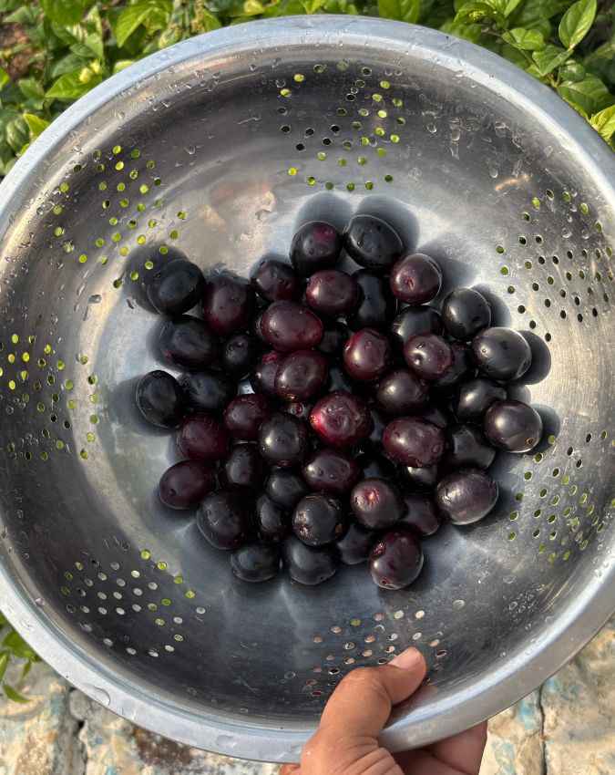 पाचन तंत्र अच्छा रहता है 