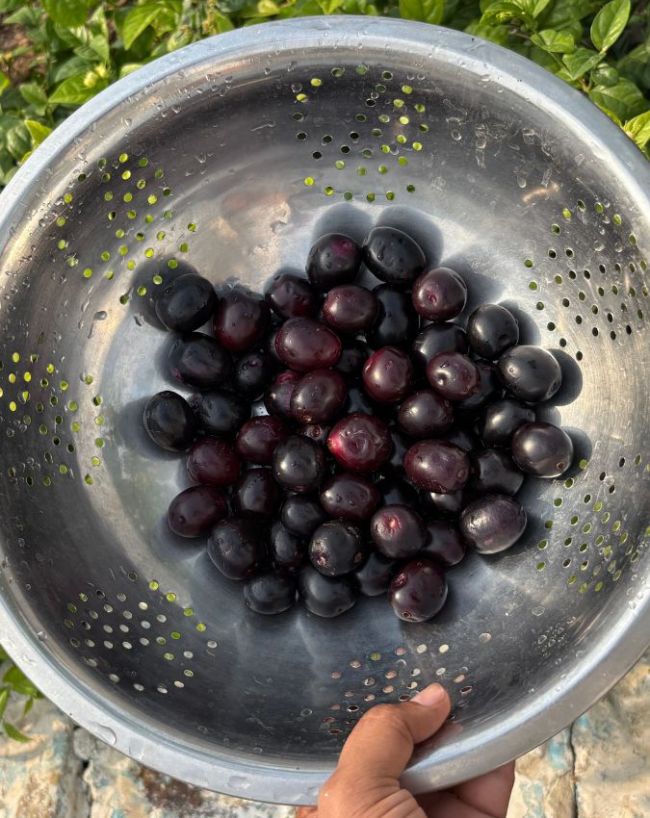 Jamun Khane ke fayde-1-2