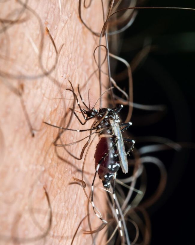 whom mosquitoes bite more-1-2