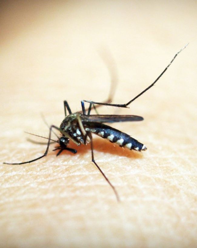 whom mosquitoes bite more-1-2-3-4