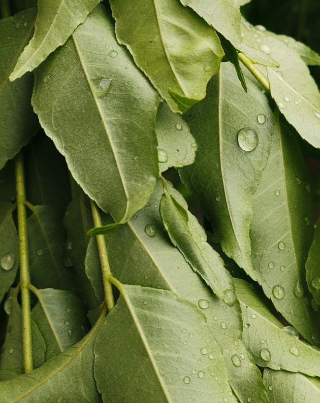 Dal insect in monsoon-1-2-3-4-5-6-7
