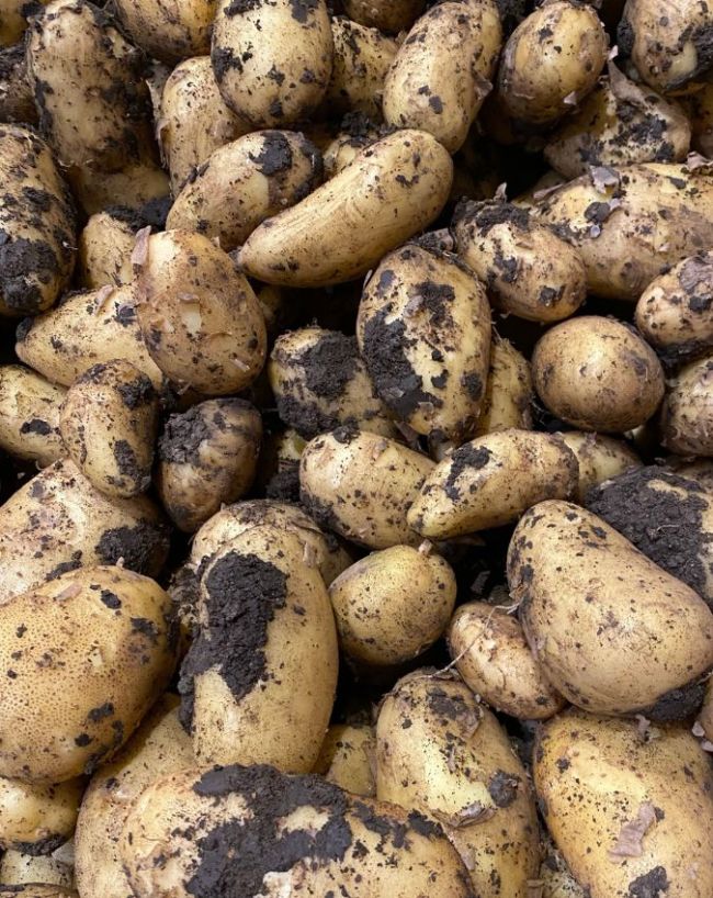 How To Store Potato In Monsoon-1-2-3-4-5-6-7