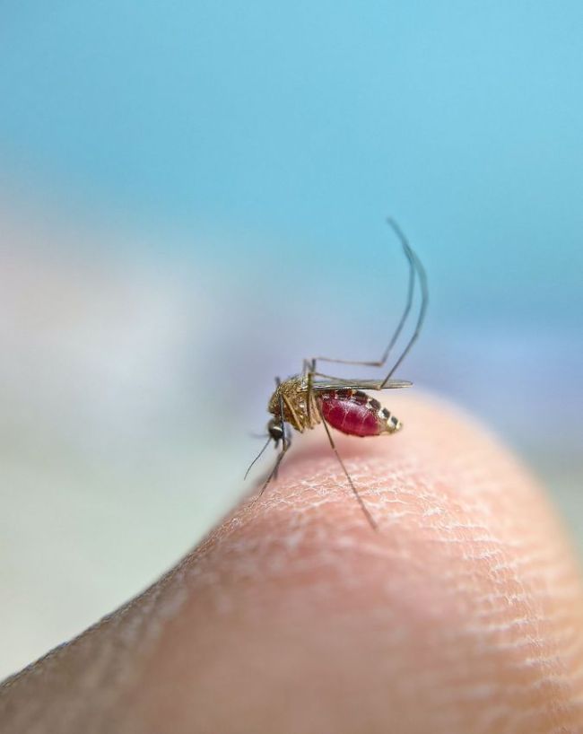 whom mosquitoes bite more-1-2-3-4-5