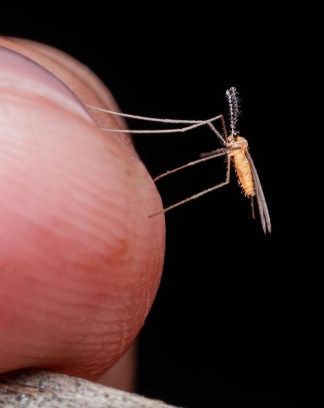 whom mosquitoes bite more-1-2-3-4-5-6-7